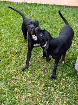6-12 months Female Purebred Cane Corso - thumbnail 2