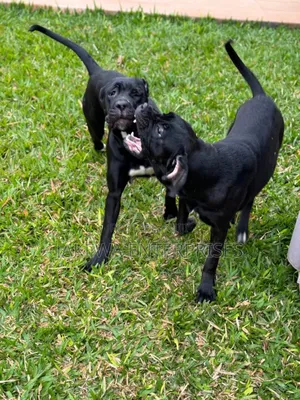 6-12 months Female Purebred Cane Corso