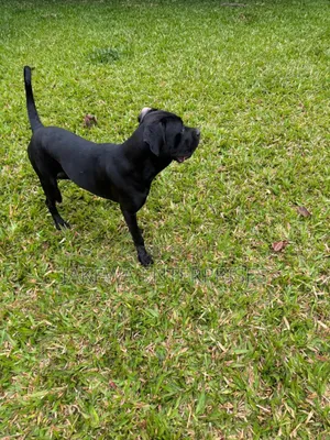 6-12 months Female Purebred Cane Corso