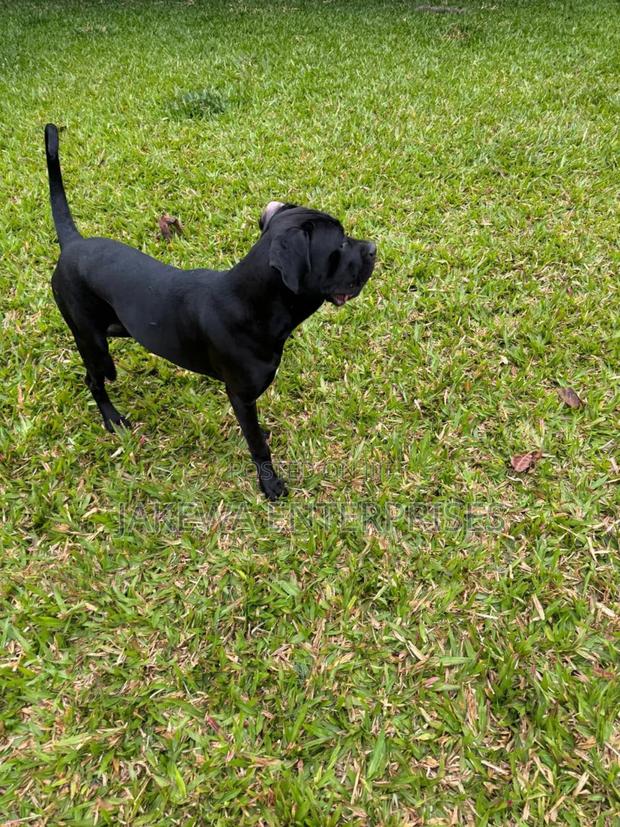 6-12 months Female Purebred Cane Corso - thumbnail 3