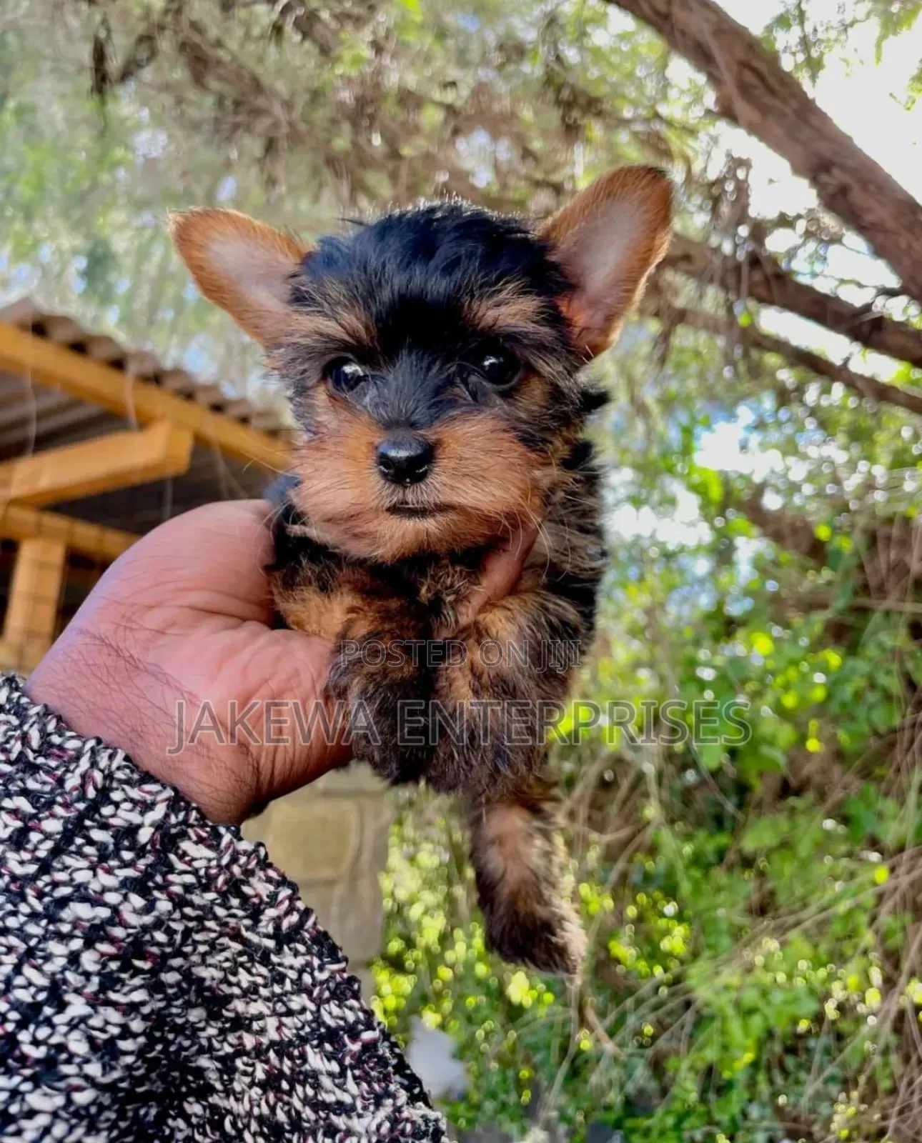 1-3 months Male Purebred Yorkshire Terrier