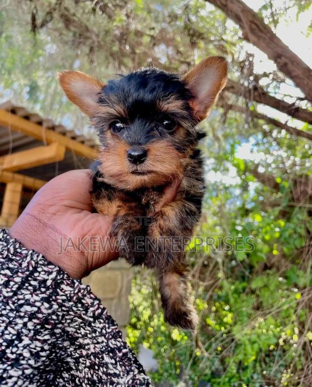 1-3 months Male Purebred Yorkshire Terrier - main view