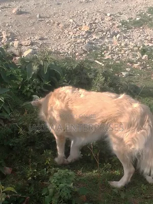 1+ year Male Purebred Golden Retriever