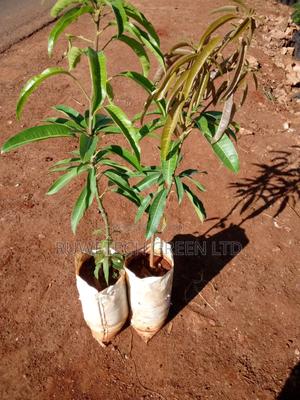Big Size Grafted Mangoes Seedlings - main view