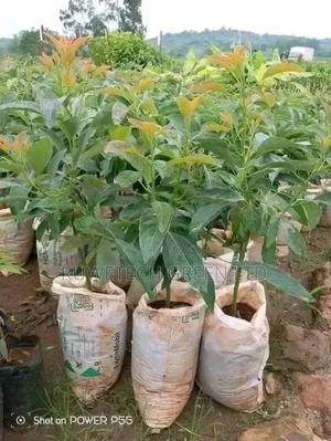 Big Size Grafted Hass Avocado Seedlings - main view