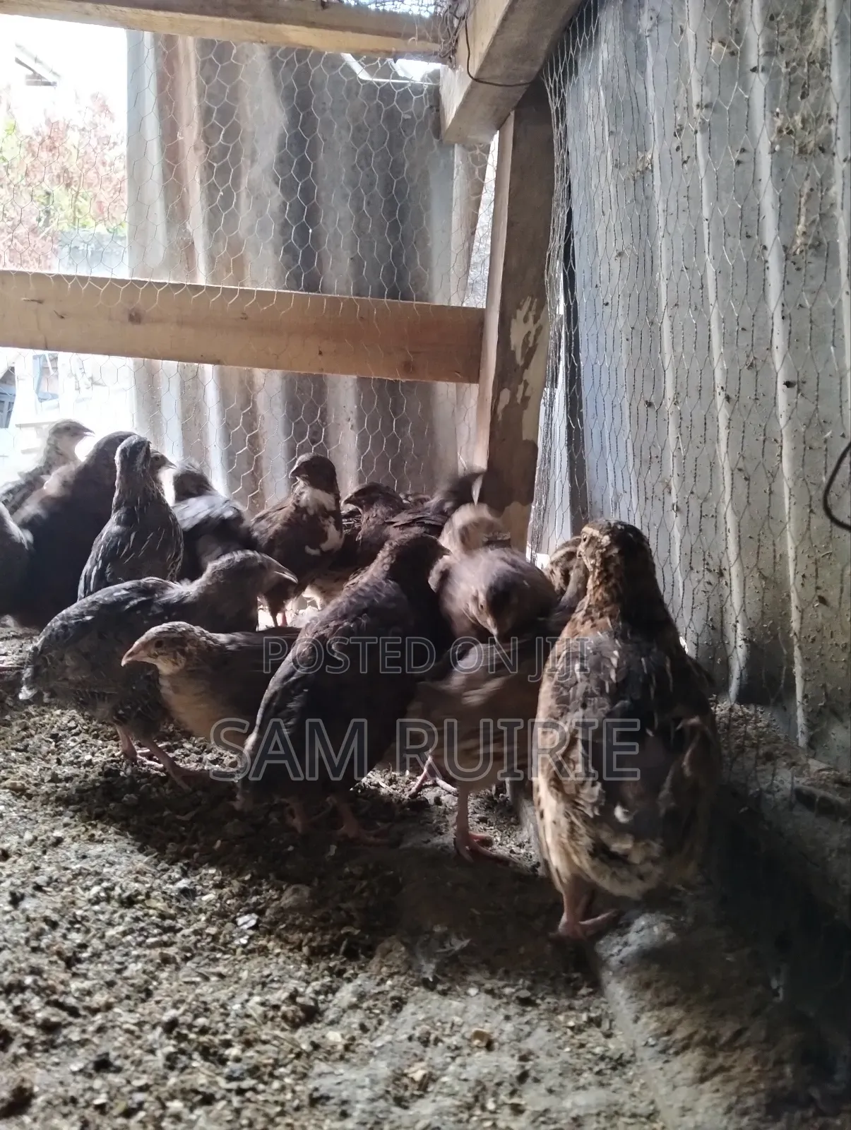 Quails Available at Different Ages