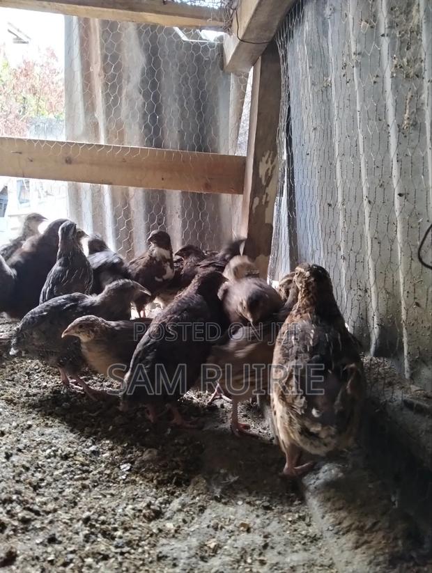 Quails Available at Different Ages - thumbnail 2