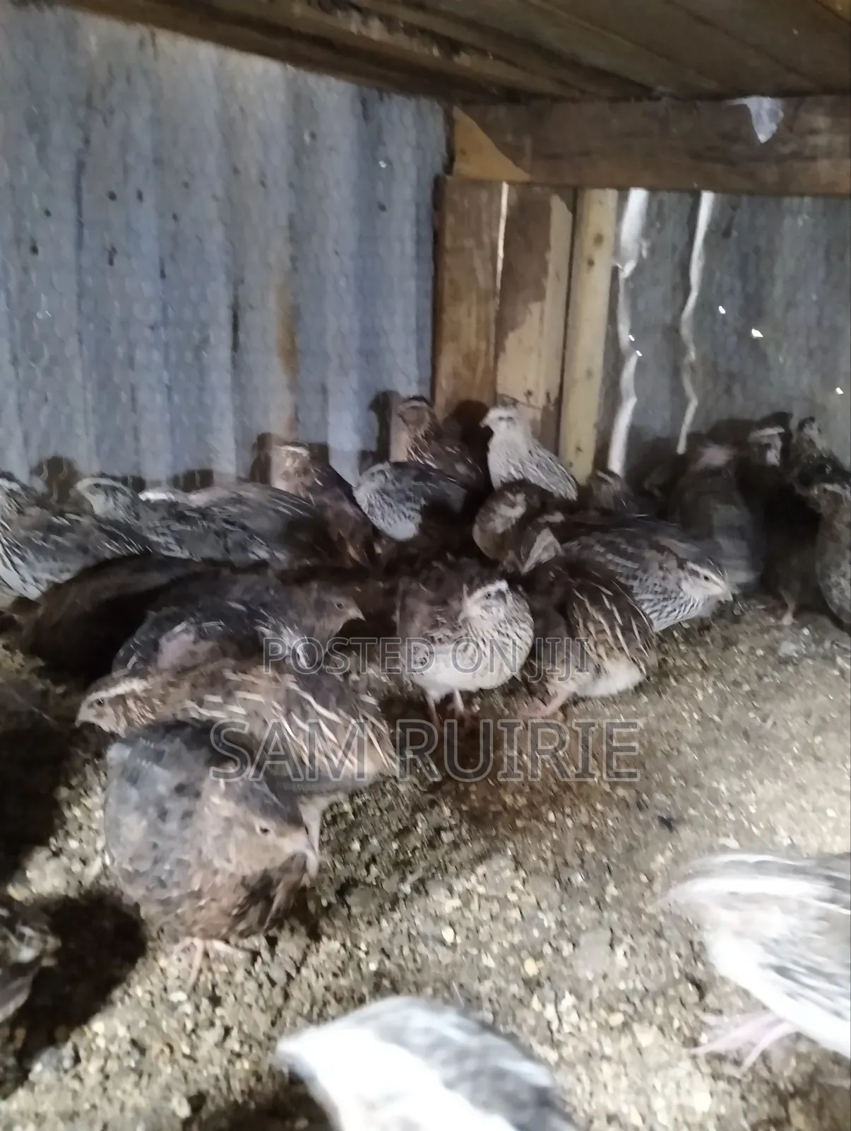 Quails Available at Different Ages