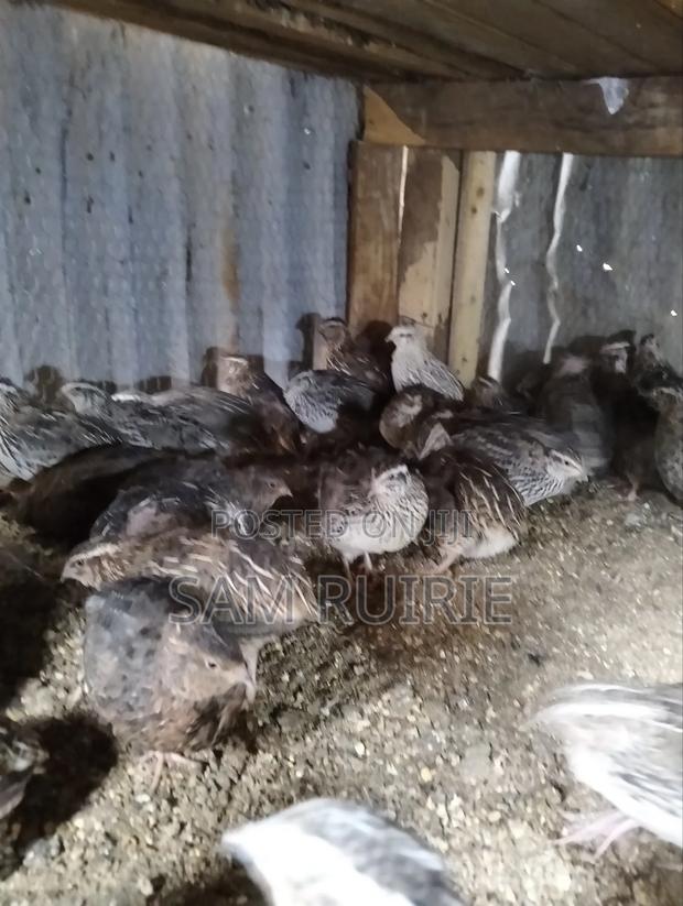 Quails Available at Different Ages