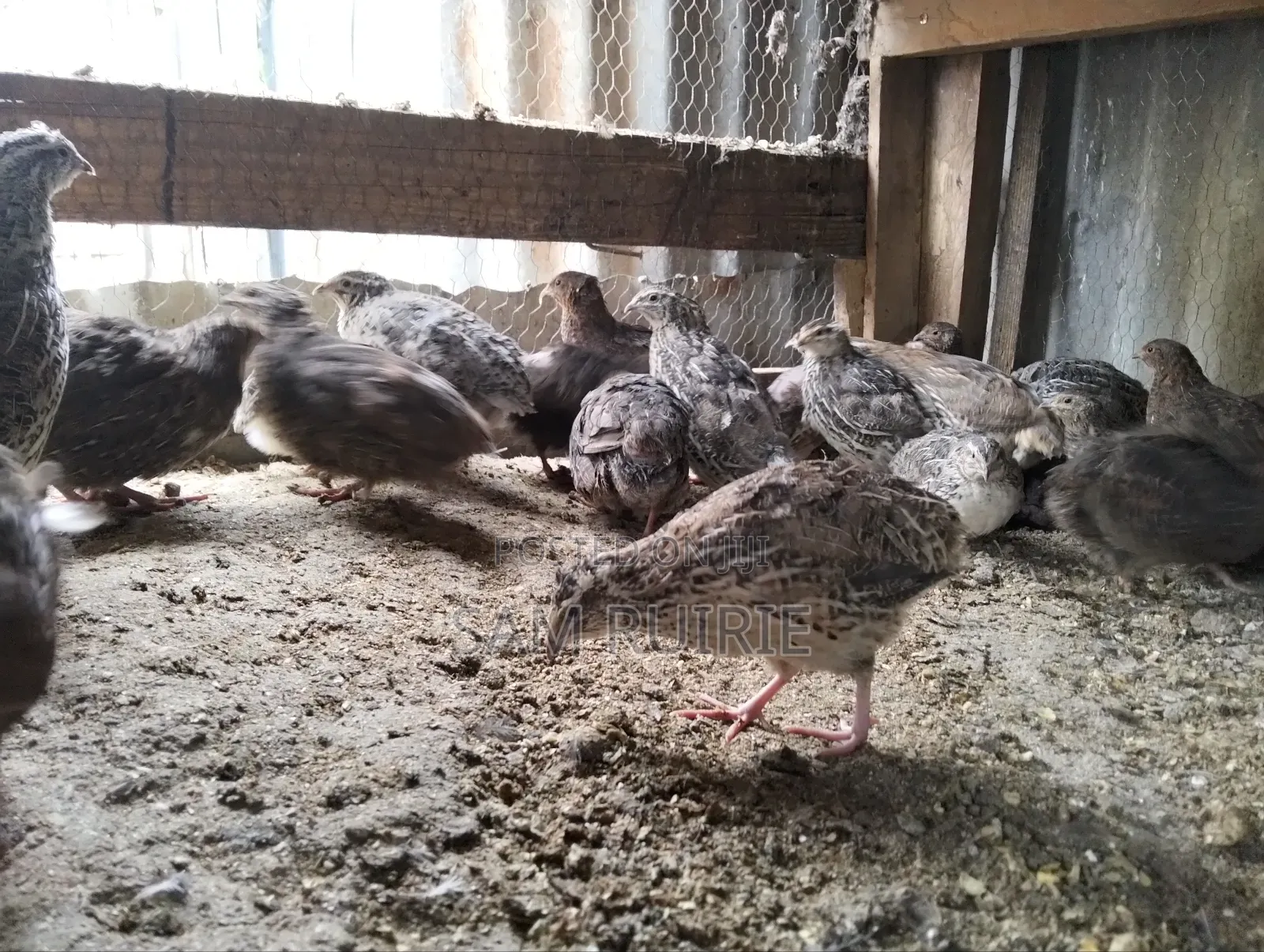 Quails Available at Different Ages