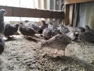 Quails Available at Different Ages