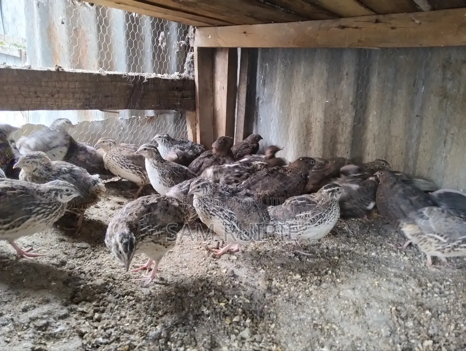 Quails Available at Different Ages