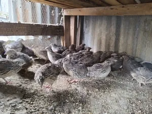 Quails Available at Different Ages