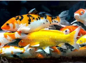 Super 8inch Koi Fish , for Ponds and Big Aquariums
