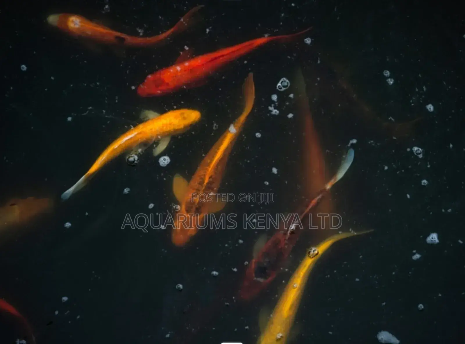 Hi-Koi Koi Fish , Pond and Aquarium