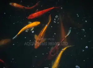 Hi-Koi Koi Fish , Pond and Aquarium
