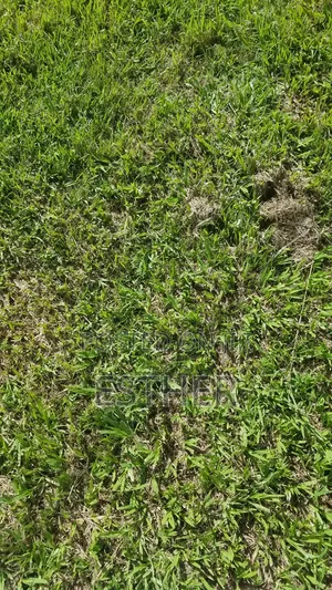 50 by 100 Plots for Sale in Malava.