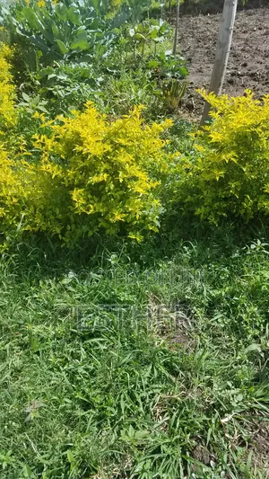 50 by 100 Plots for Sale in Malava.
