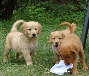 1-3 months Male Purebred Golden Retriever