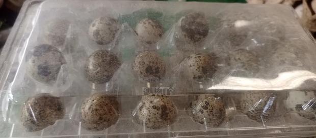 Quail Eggs - thumbnail 8