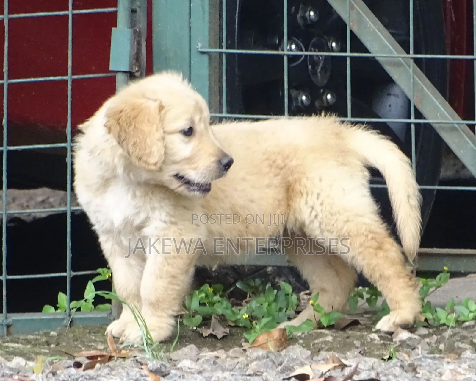 1-3 months Female Purebred Golden Retriever
