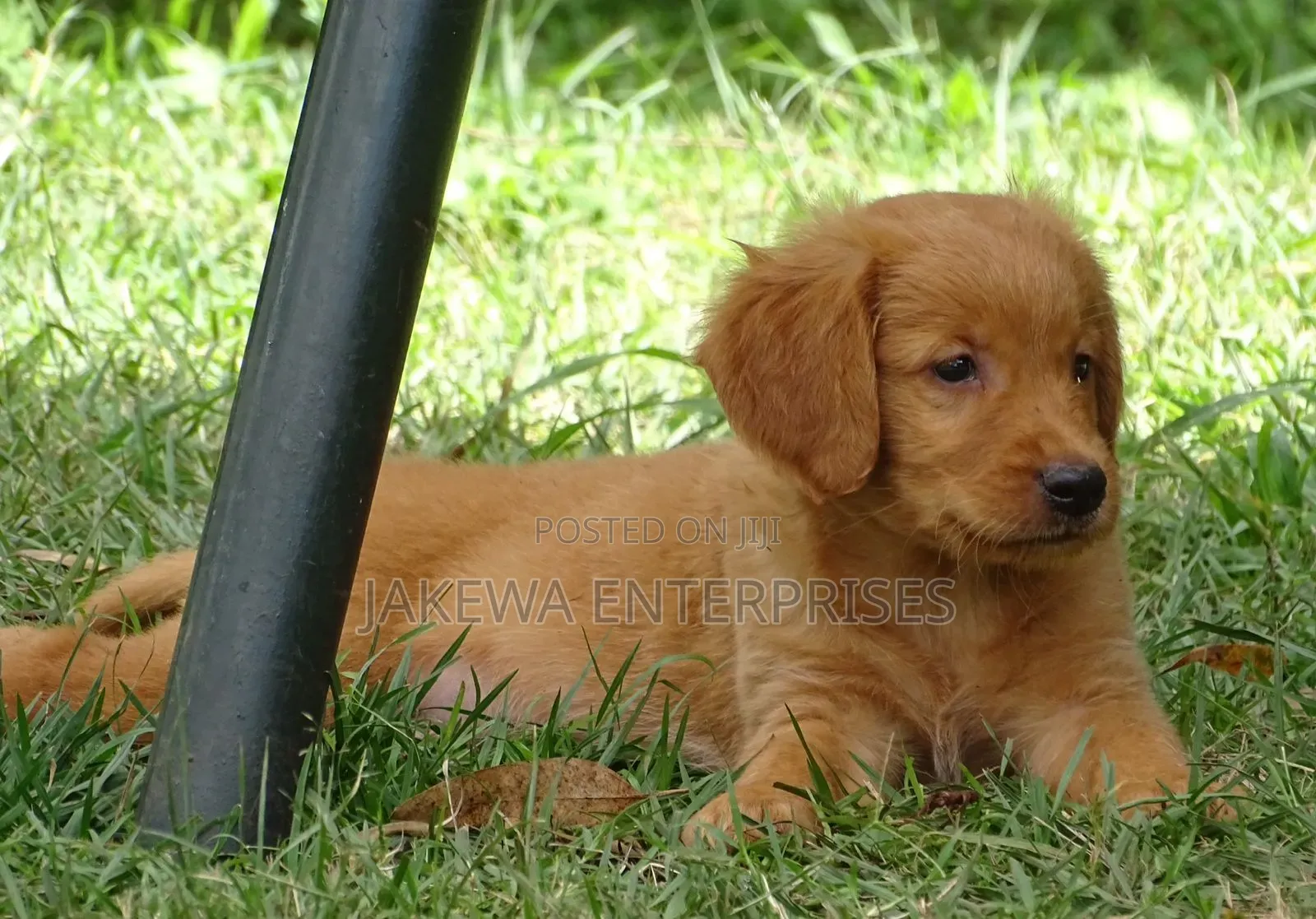 1-3 months Female Purebred Golden Retriever