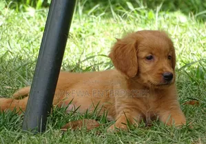 1-3 months Female Purebred Golden Retriever