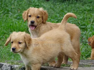 1-3 months Male Purebred Golden Retriever