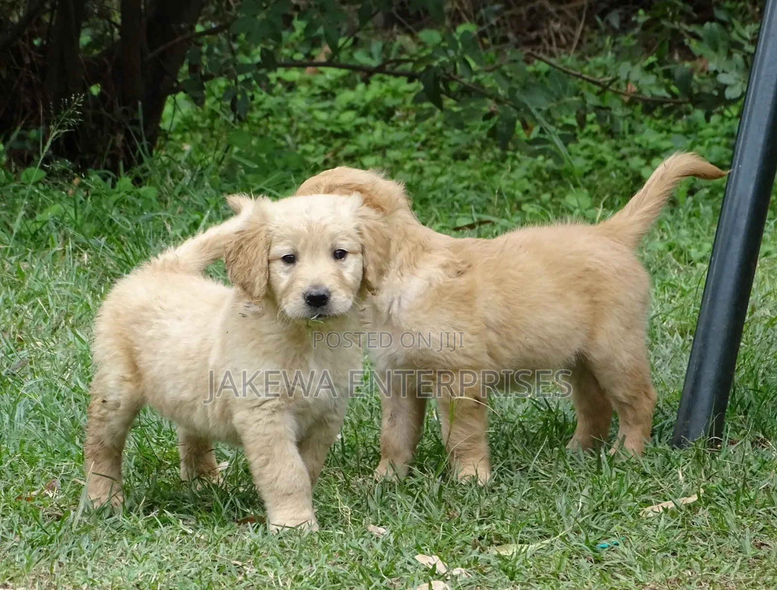 1-3 months Male Purebred Golden Retriever