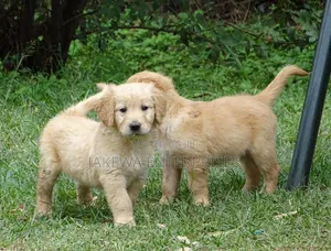 1-3 months Male Purebred Golden Retriever