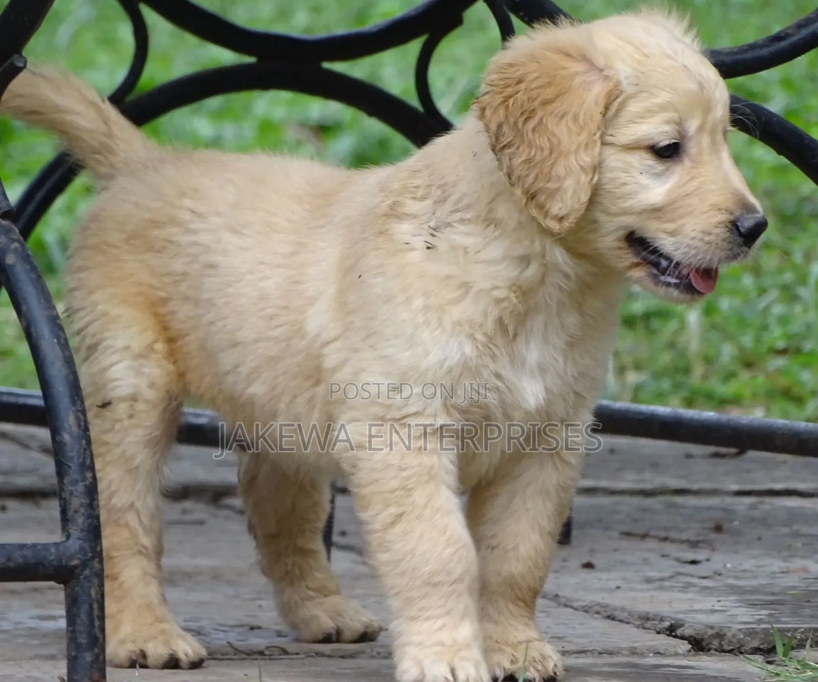 1-3 months Male Purebred Golden Retriever
