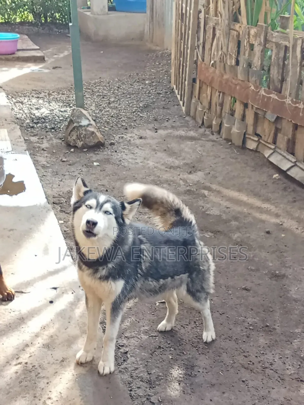 1+ year Female Purebred Siberian Husky