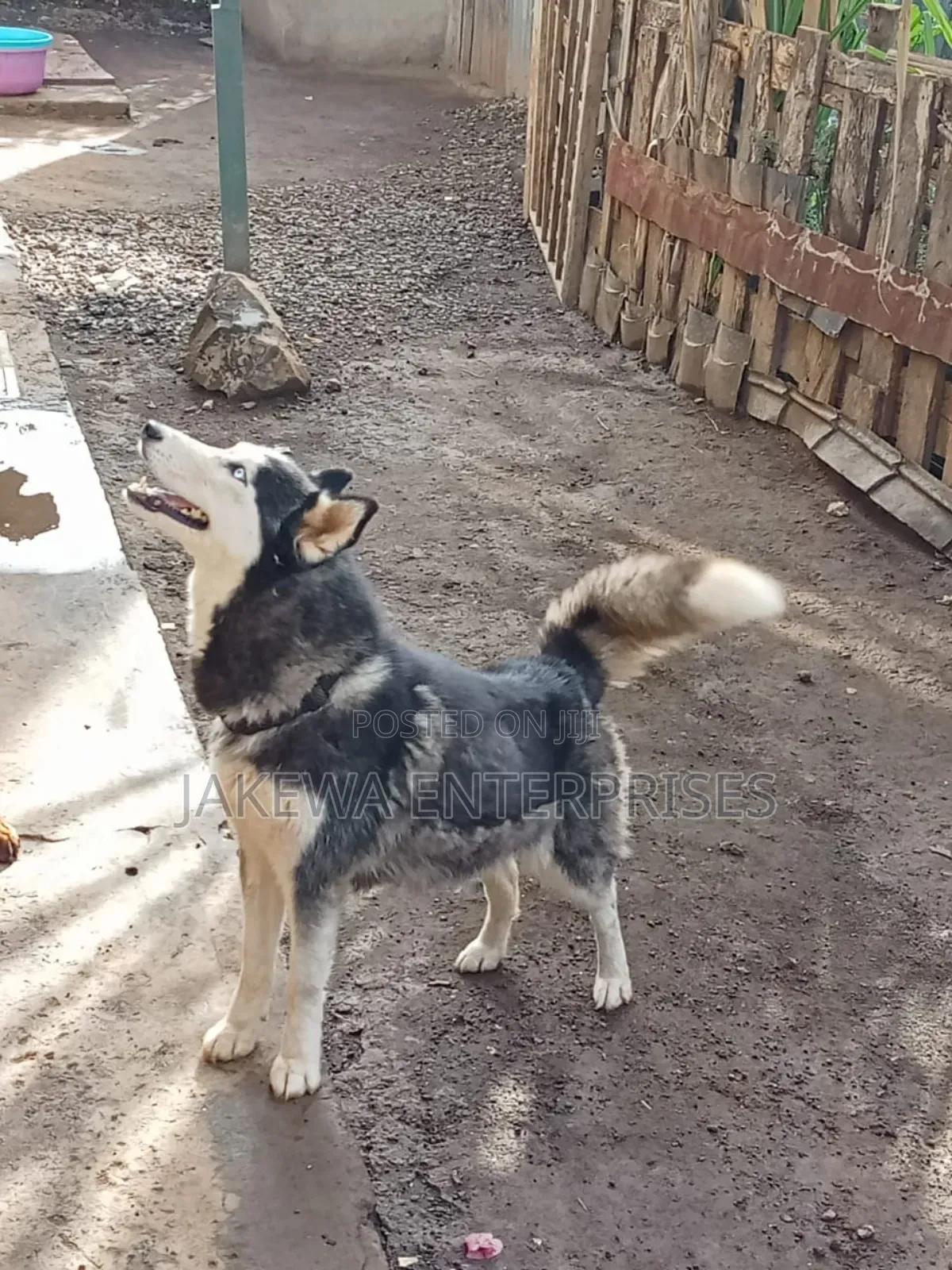 1+ year Female Purebred Siberian Husky