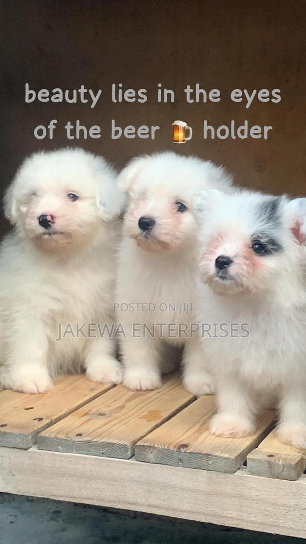 1-3 months Female Purebred Havanese - main view