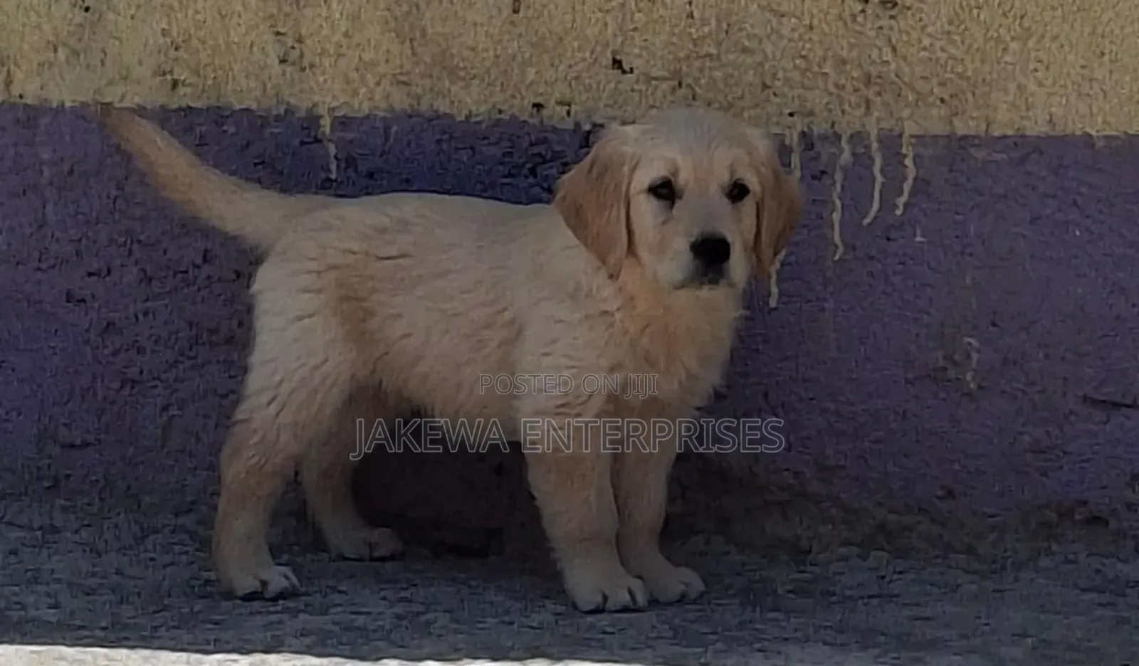 1-3 months Female Purebred Golden Retriever