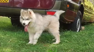 1-3 months Male Purebred Siberian Husky