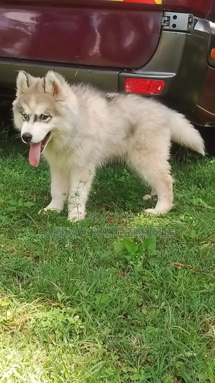 1-3 months Male Purebred Siberian Husky