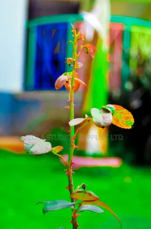 Photography Studio