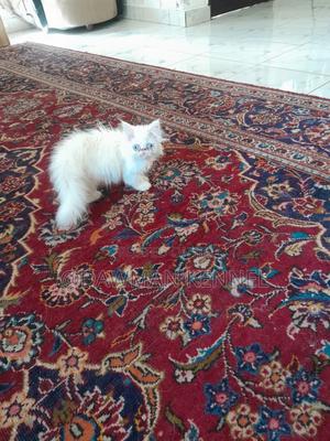 1-3 months Female Purebred Persian - thumbnail 2