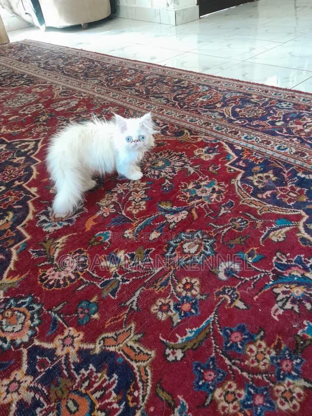 1-3 months Female Purebred Persian - main view