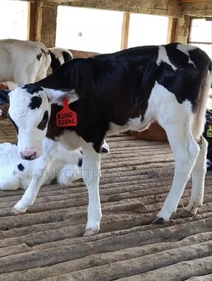 Calfs for Sale - thumbnail 2