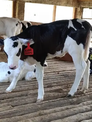 Calfs for Sale