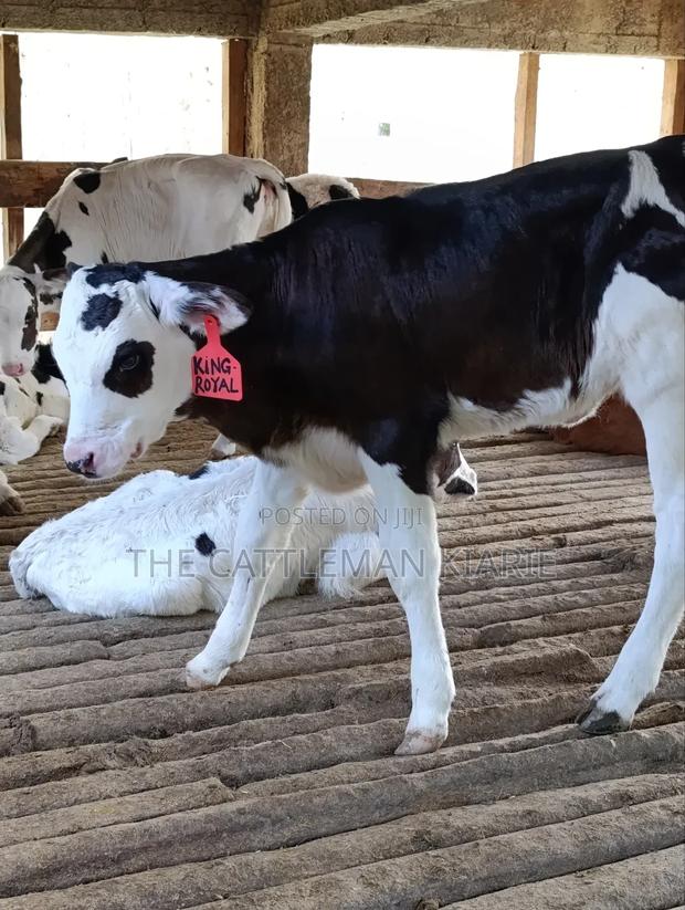 Calfs for Sale - thumbnail 3