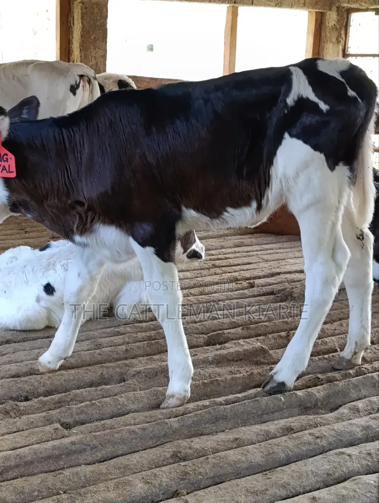 Calfs for Sale