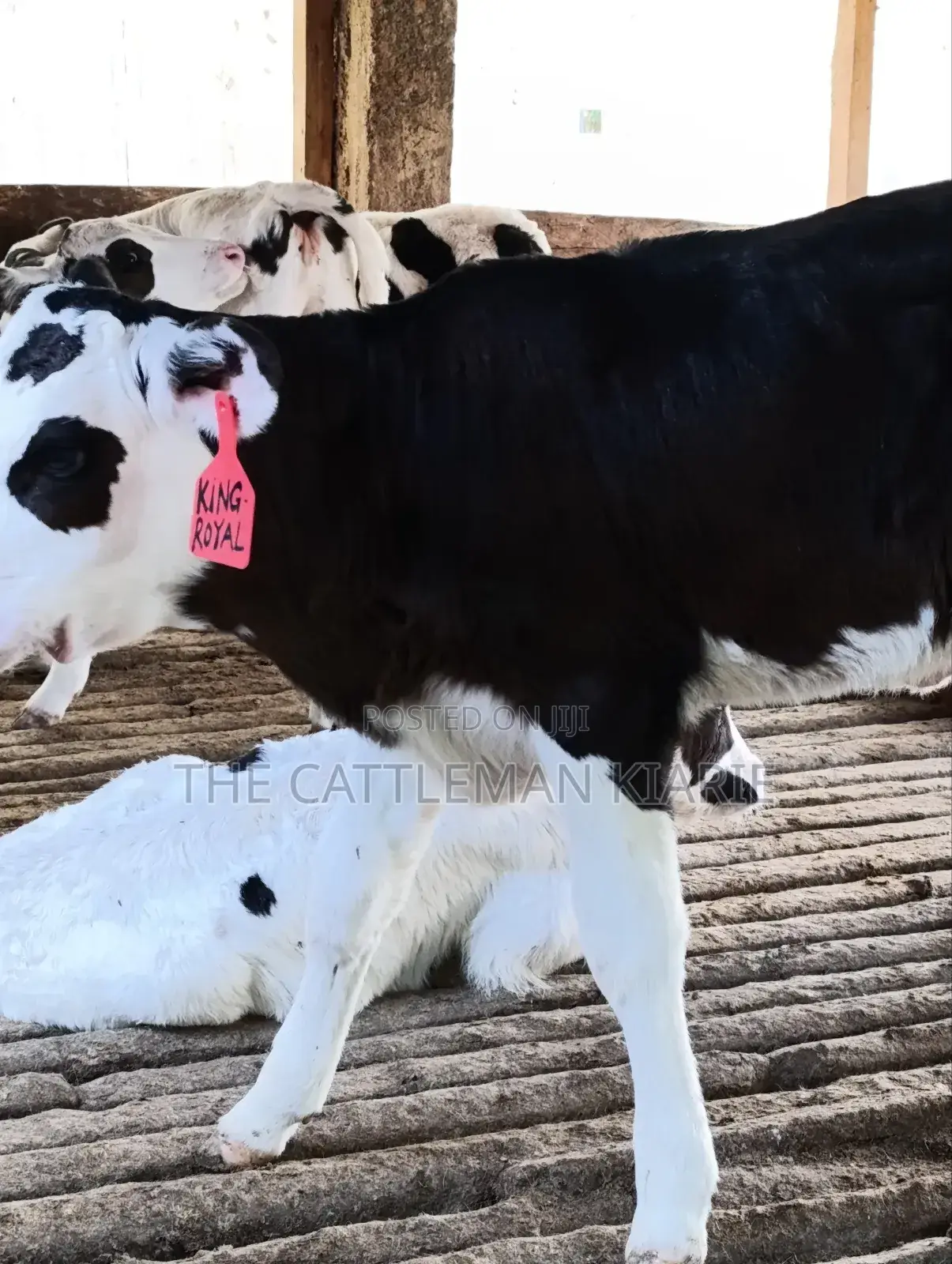 Calfs for Sale