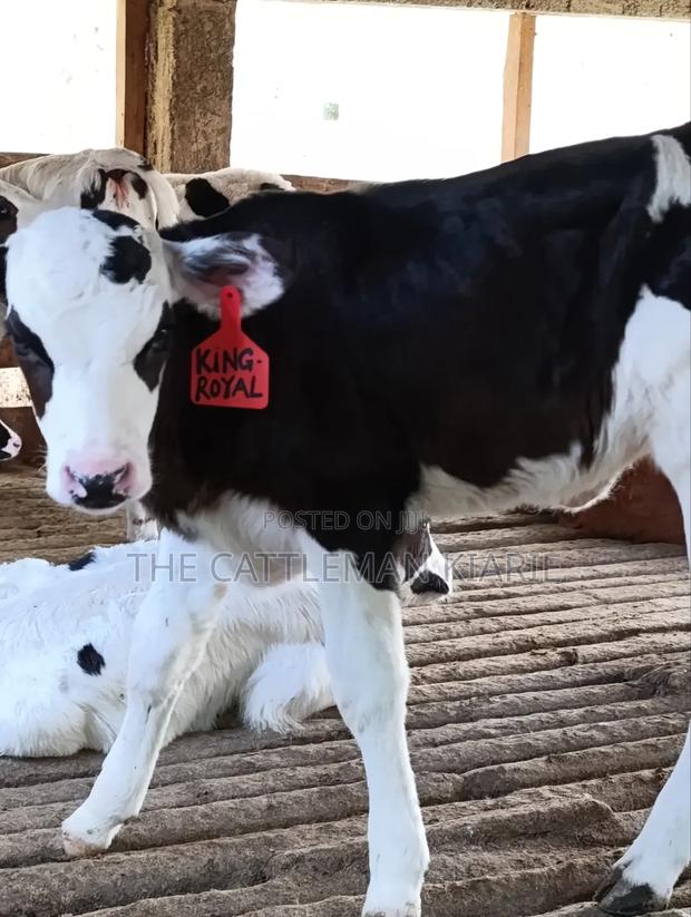 Calfs for Sale - thumbnail 6