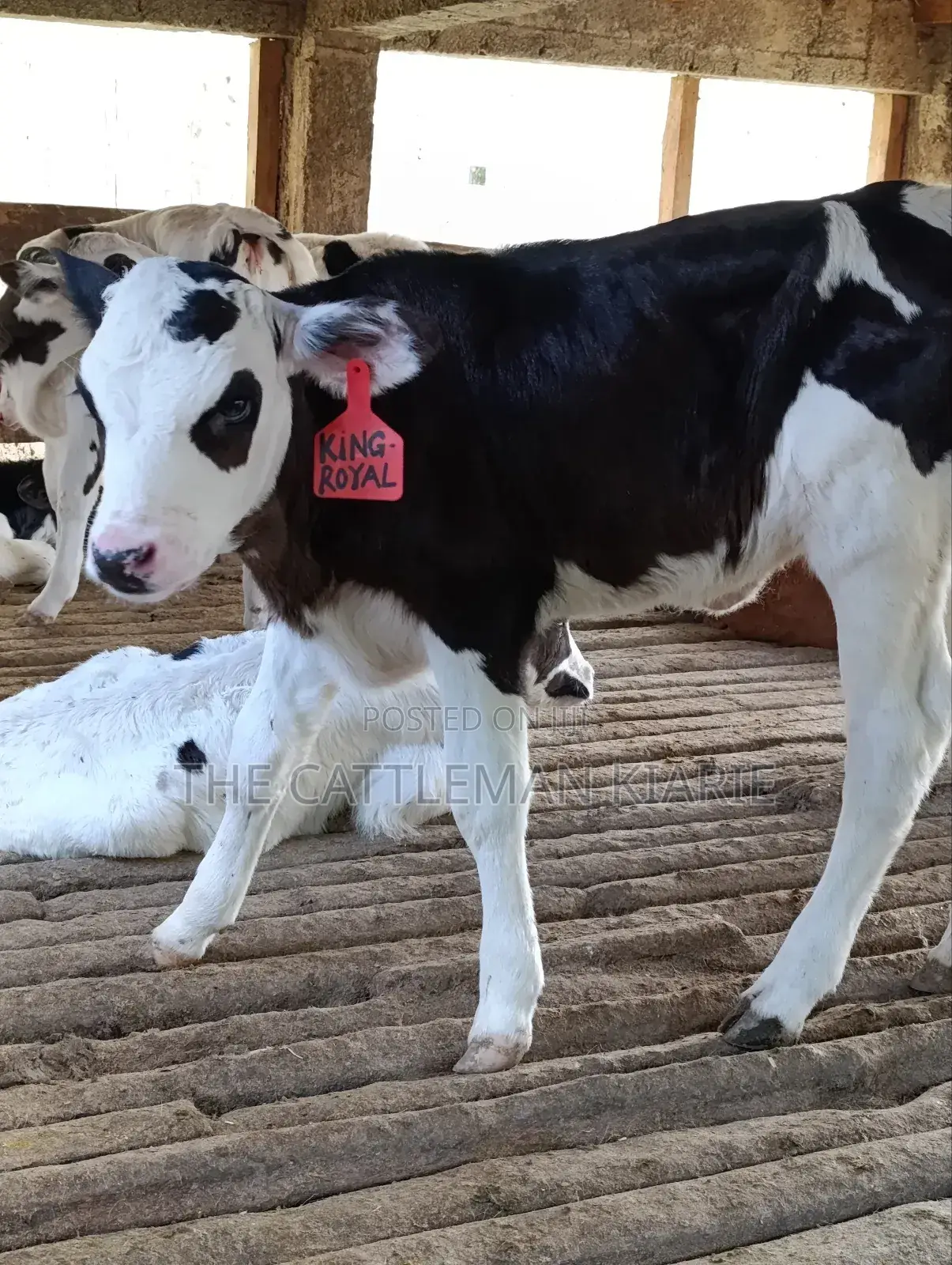 Calfs for Sale