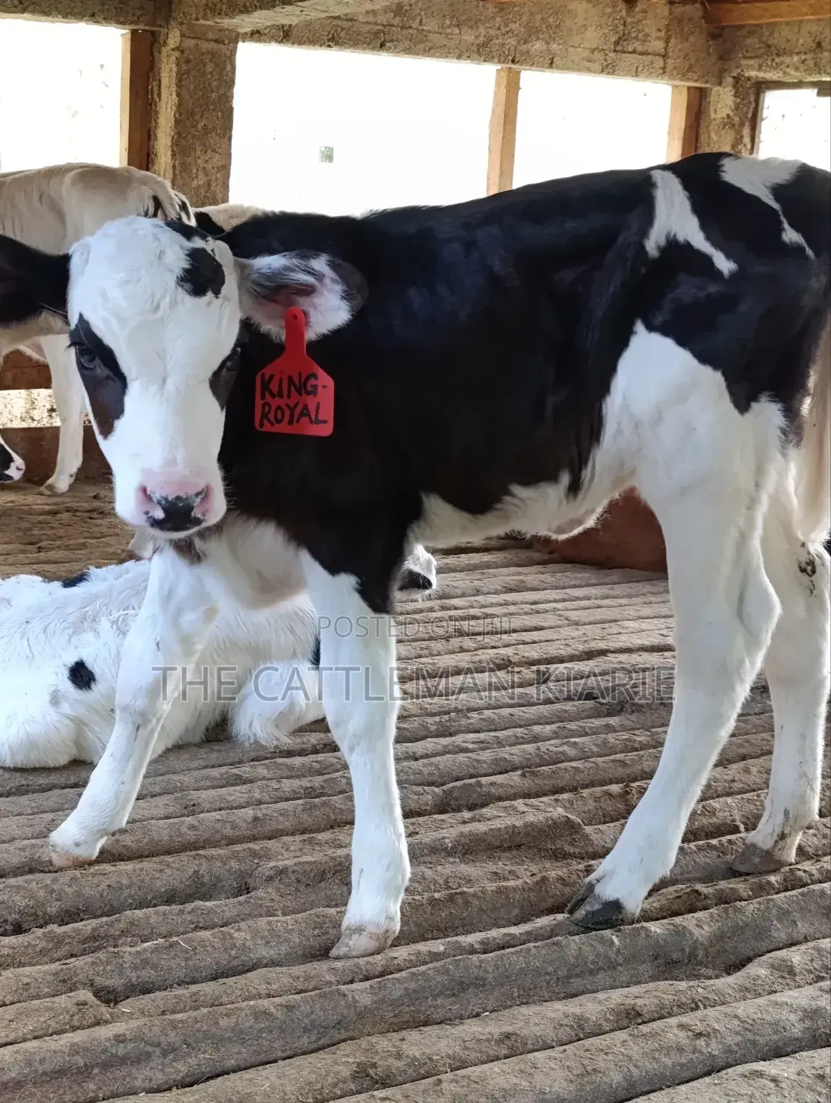 Calfs for Sale