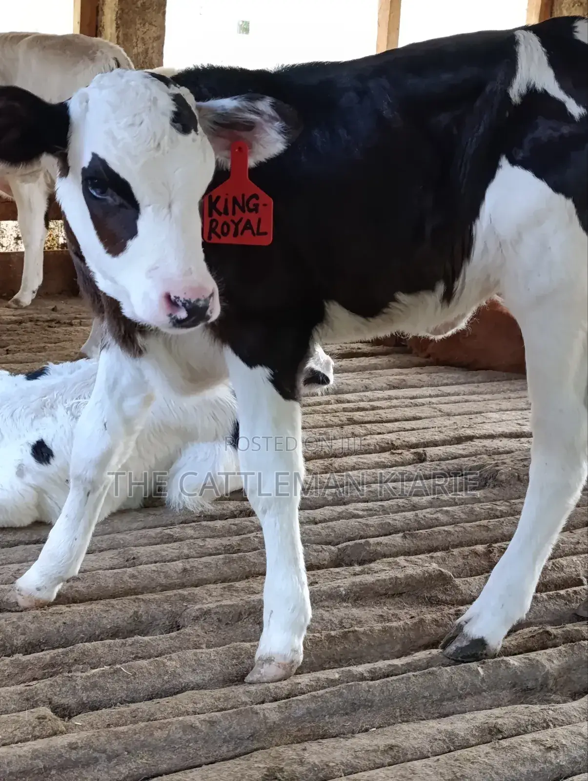 Calfs for Sale