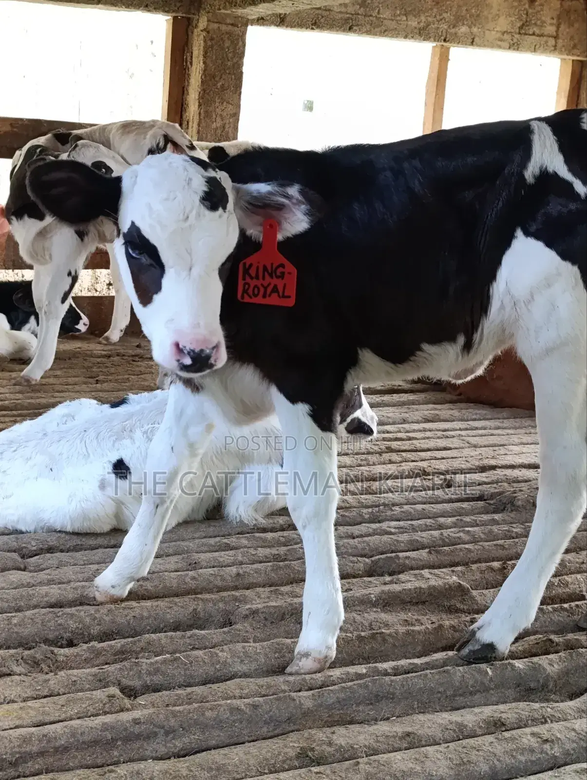 Calfs for Sale